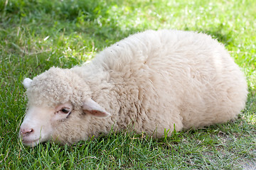 Image showing white sheep