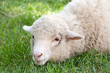 Image showing white sheep