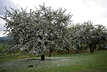 Image showing Apple Tree Blossom