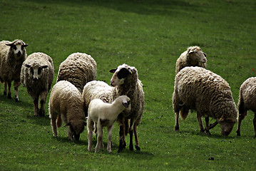 Image showing Sheep