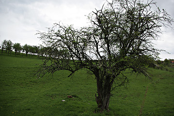 Image showing Old Tree