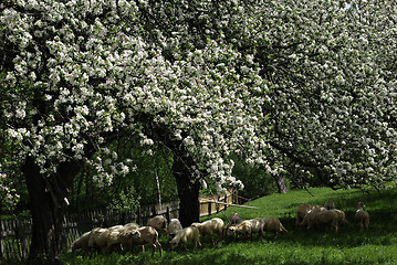 Image showing Apple Tree