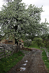 Image showing Apple Tree