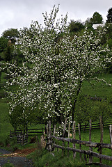 Image showing Apple Tree Blossom