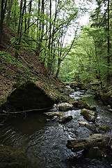 Image showing Mountain Creek