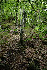 Image showing Deciduous forest