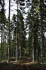 Image showing Pine Forest