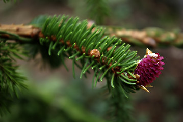Image showing Pine Blossom