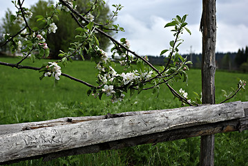 Image showing Apple Tree Blossom