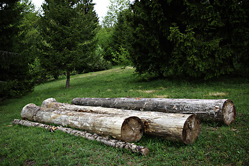 Image showing Three Trunks