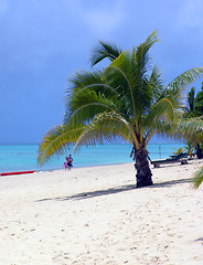 Image showing Palm on Beach