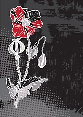 Image showing Single poppy isolated on white