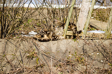 Image showing two tabby cats take the sun to old shrubs 