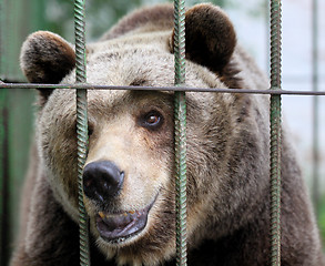 Image showing Portrait of a brown bear in a cage