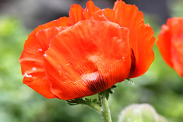 Image showing A large red poppy