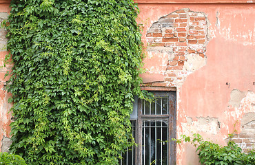 Image showing The old wall covered with thick green