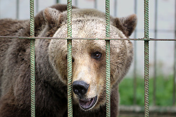 Image showing Brown bear in cage