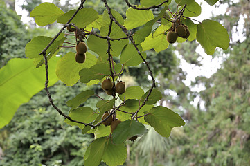 Image showing Actinidia fruit on the liana