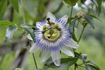 Image showing flower Passiflora