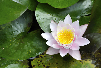 Image showing water lily