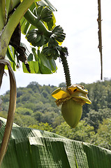 Image showing Musa Basjoo (Japanese Banana)