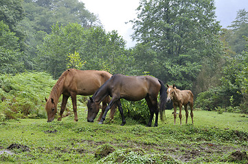 Image showing grazing horses