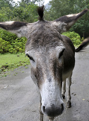 Image showing portrait of a donkey