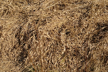 Image showing Withered grass