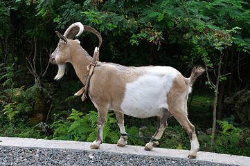 Image showing domestic goat