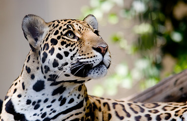 Image showing jaguar