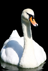 Image showing Swan