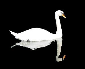 Image showing Swan