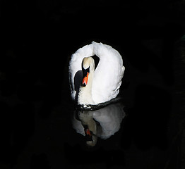 Image showing Swan