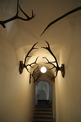 Image showing  deer antlers