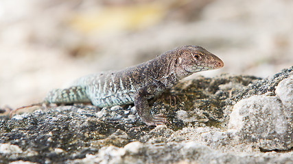 Image showing Wild water monitor (Varanus salvator)