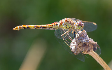 Image showing Orange dragonfly resting on grass