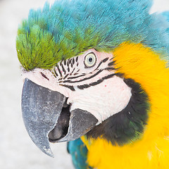 Image showing Yellow Macaw