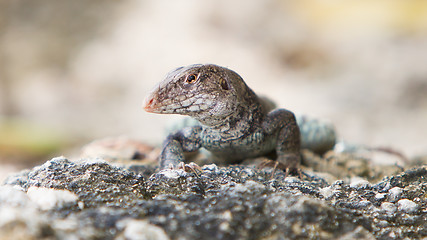 Image showing Wild water monitor (Varanus salvator)