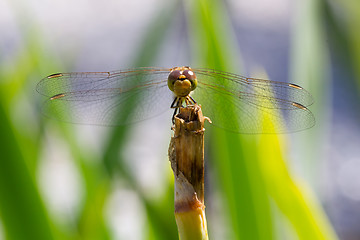 Image showing Orange dragonfly resting on grass