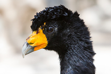 Image showing Great Curassow Bird