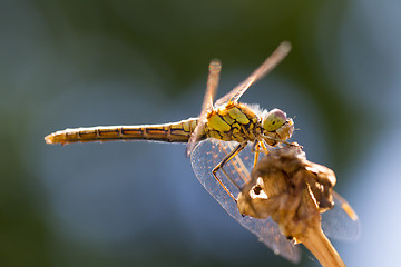 Image showing Orange dragonfly resting on grass