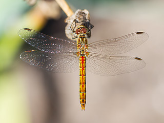 Image showing Orange dragonfly resting on grass