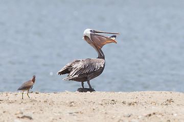 Image showing Brown pelican (Pelecanus occidentalis) with a fish in its pouch