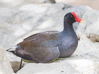 Image showing Moorhen resting on a rock 