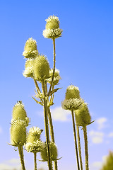 Image showing Teasel flowers against blue sky
