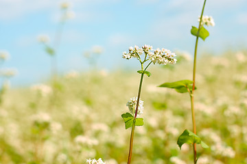 Image showing Buckwheat flower above field