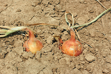 Image showing Two onions in the soil