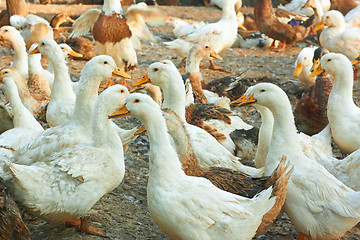 Image showing Ducks in the poultry yard