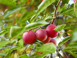 Image showing Ripe plum fruit on a branch