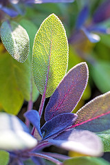 Image showing sage, Salvia officinalis